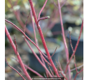 CORNUS alba 'Elegantissima' CORNUS alba 'Elegantissima'