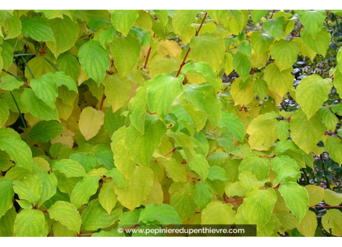 CORNUS sanguinea 'Midwinter Fire' - Été