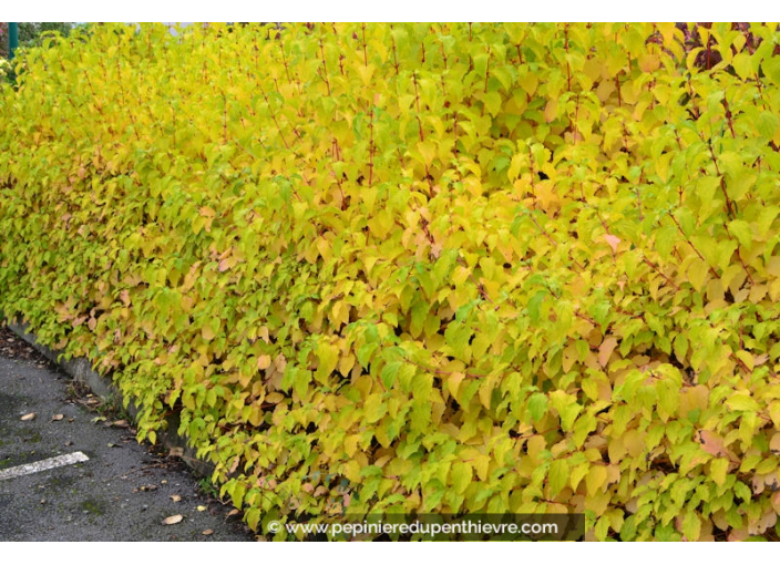 CORNUS sanguinea 'Midwinter Fire' - Été