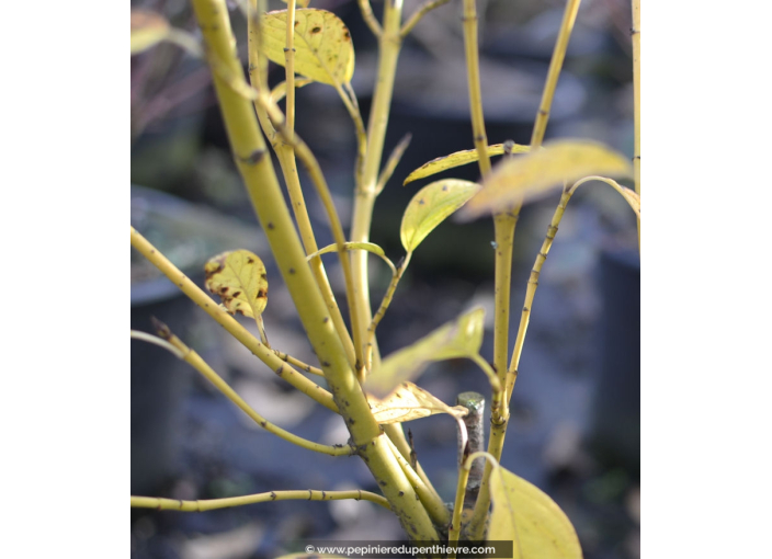 CORNUS sericea 'Flaviramea' - Hiver