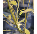 CORNUS sericea 'Flaviramea' - Hiver