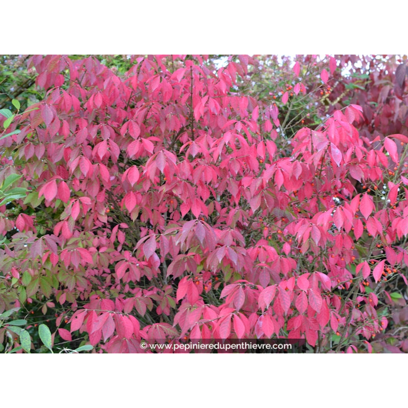 EUONYMUS alatus