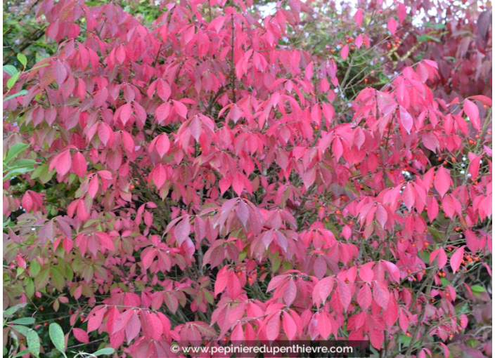 EUONYMUS alatus