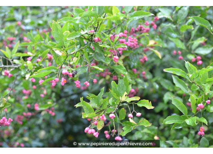 EUONYMUS europaeus EUONYMUS europaeus