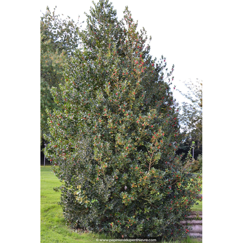 ILEX aquifolium
