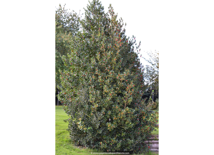 ILEX aquifolium