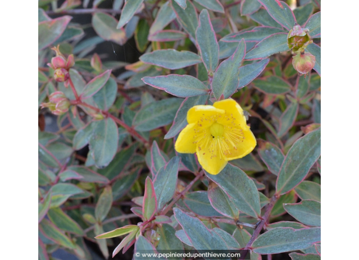 HYPERICUM X moserianum 'Tricolor'