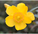 HYPERICUM 'Hidcote' HYPERICUM 'Hidcote'