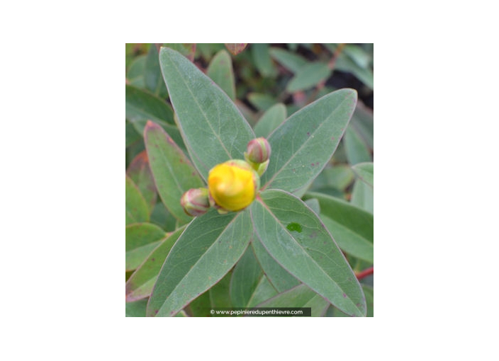 HYPERICUM 'Hidcote' HYPERICUM 'Hidcote'