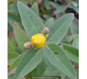 HYPERICUM 'Hidcote' HYPERICUM 'Hidcote'