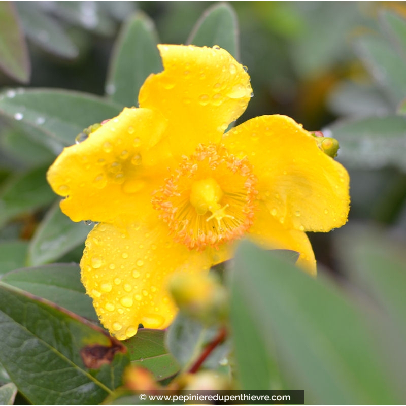 HYPERICUM calycinum