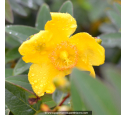 HYPERICUM calycinum HYPERICUM calycinum