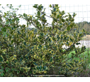 ILEX aquifolium 'Madame Briot' ILEX aquifolium 'Madame Briot'