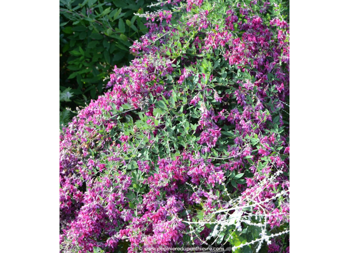 LESPEDEZA thunbergii