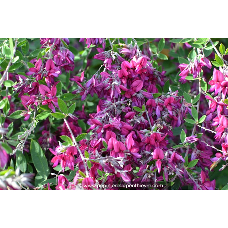 LESPEDEZA thunbergii