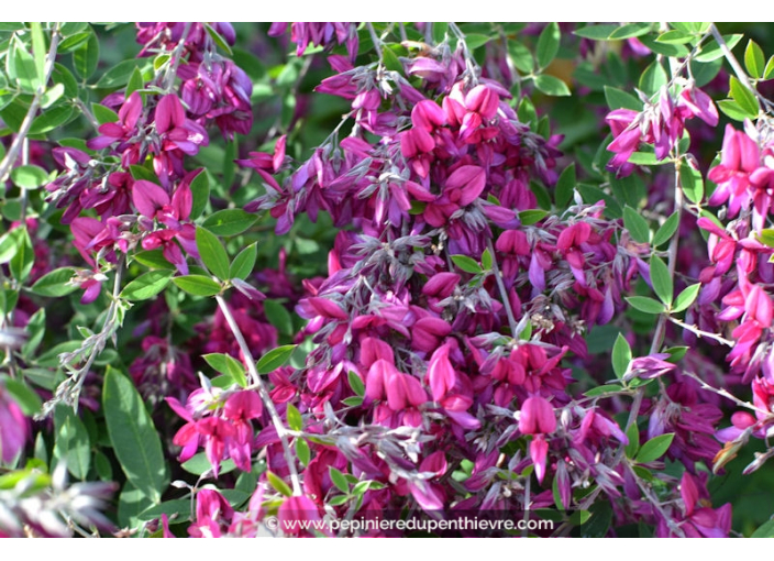 LESPEDEZA thunbergii