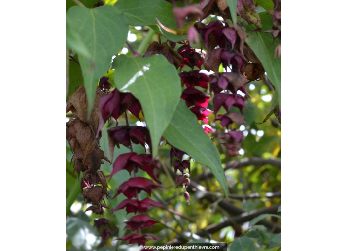 LEYCESTERIA formosa 'Purple Rain'