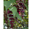 LEYCESTERIA formosa 'Purple Rain'