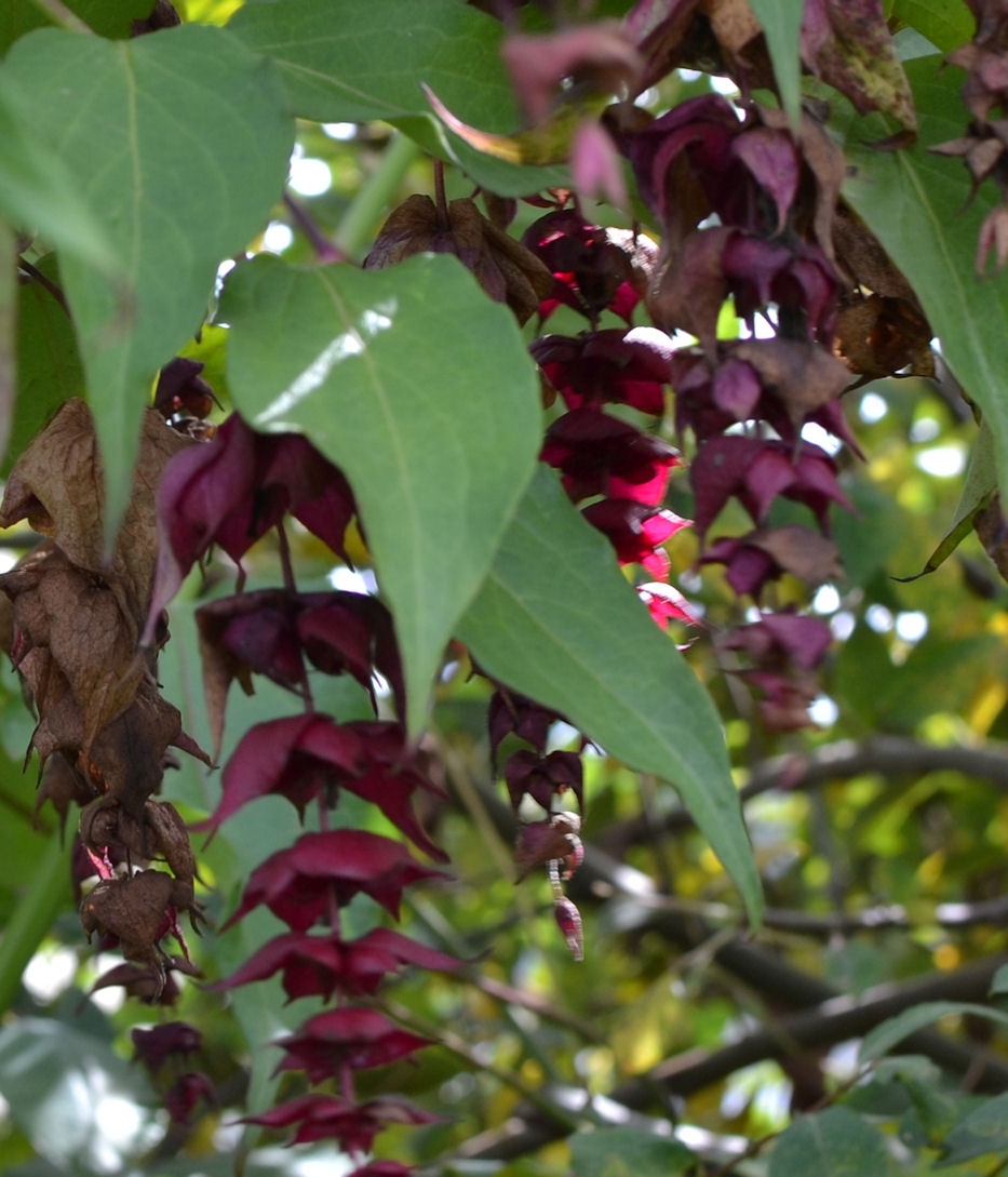 3x Leycesteria Formosa 'Purple Rain' - Fasanenbaum, 40-50 Cm Im Container