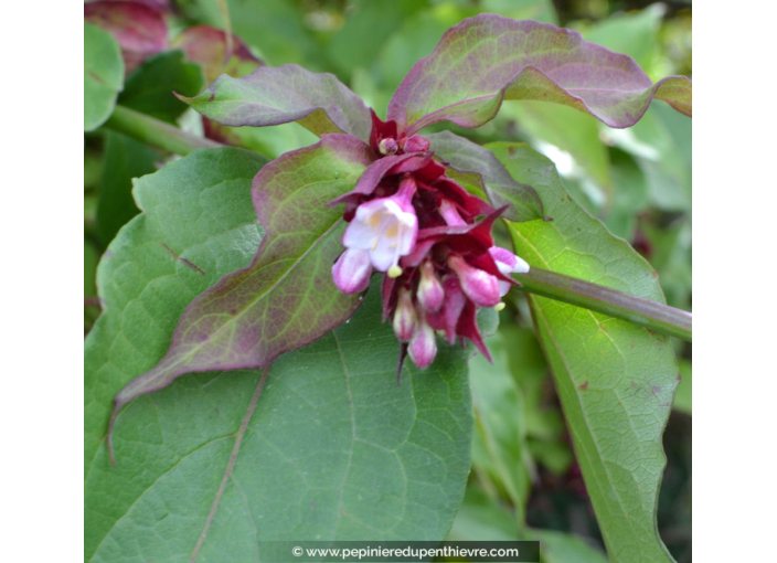 LEYCESTERIA formosa 'Purple Rain'