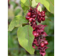 LEYCESTERIA formosa 'Purple Rain'