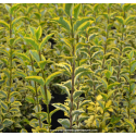 LIGUSTRUM ovalifolium \'Aureum\'