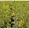 LIGUSTRUM ovalifolium \'Aureum\'