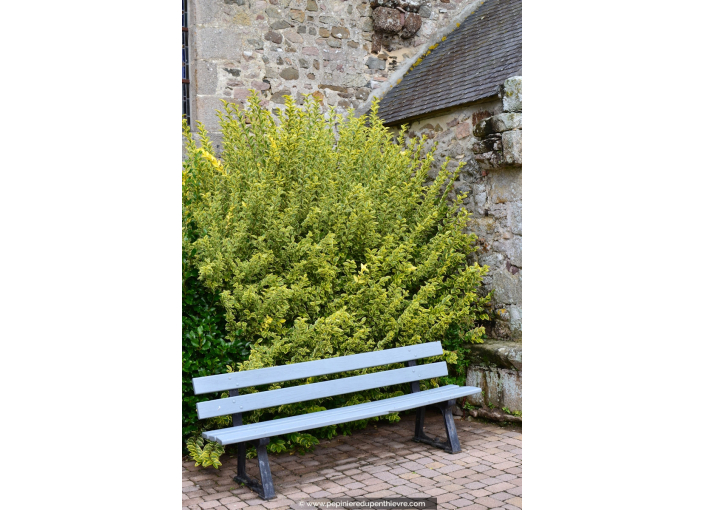 LIGUSTRUM ovalifolium 'Aureum'