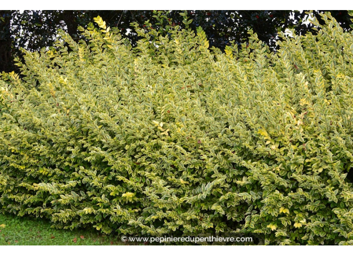 LIGUSTRUM ovalifolium 'Aureum'