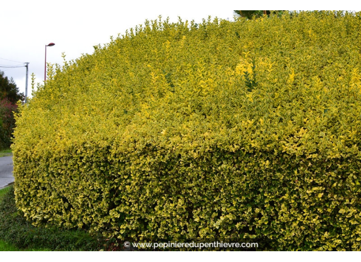 LIGUSTRUM ovalifolium 'Aureum'