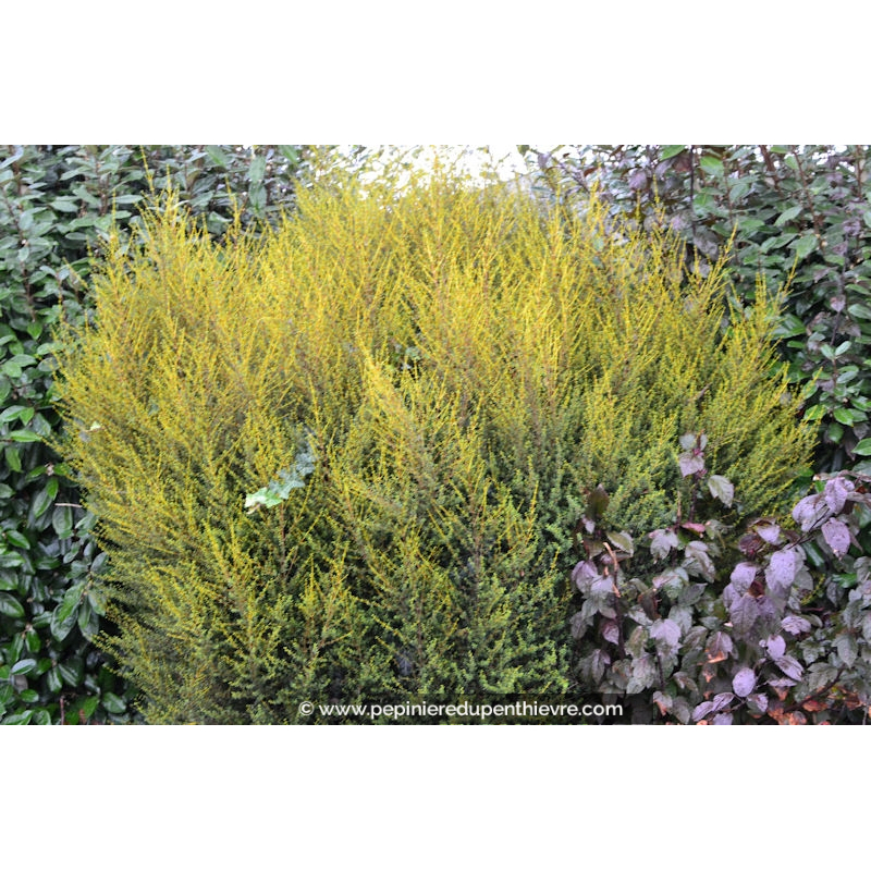 OLEARIA solandri 'Aurea'