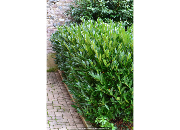 PRUNUS laurocerasus 'Otto Luyken'