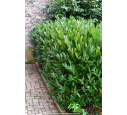 PRUNUS laurocerasus 'Otto Luyken'