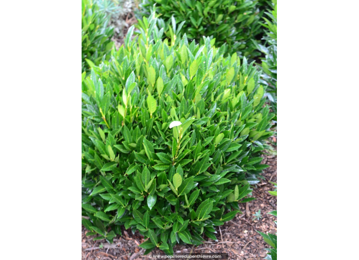 PRUNUS laurocerasus 'Otto Luyken'