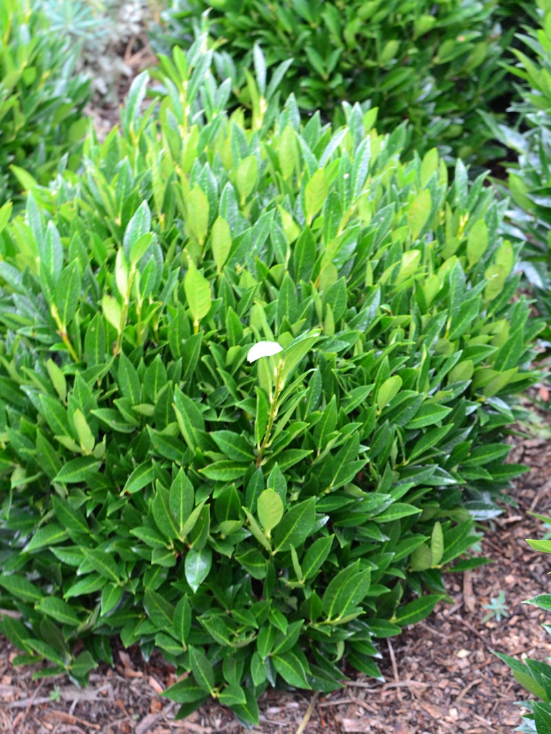 Prunus laurocerasus 'Otto Luyken', haie basse-Pépinière du Penthièvre