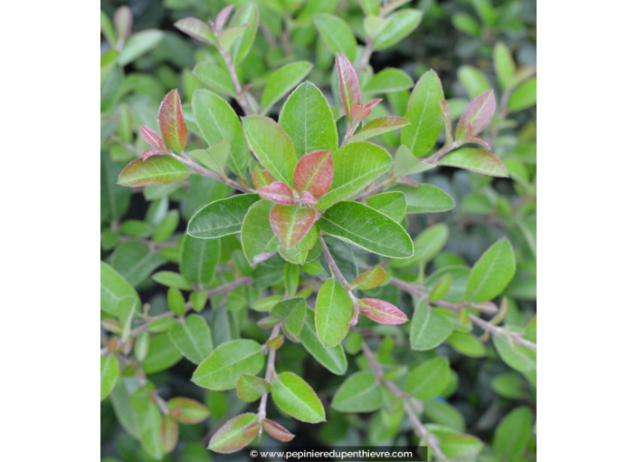 PYRACANTHA 'Saphyr Rouge'®