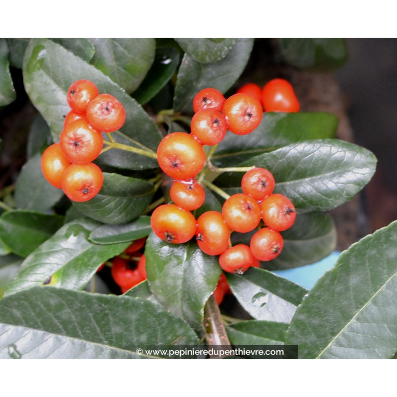 PYRACANTHA 'Saphyr Rouge'®