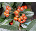 PYRACANTHA 'Saphyr Rouge'®