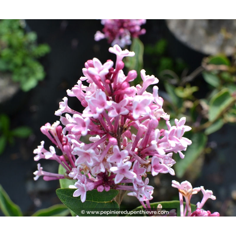 SYRINGA microphylla 'Superba'