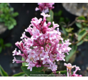 SYRINGA microphylla 'Superba'