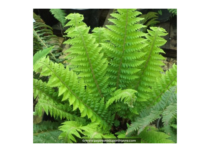 POLYSTICHUM aculeatum
