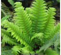 POLYSTICHUM aculeatum