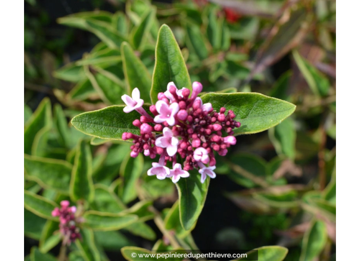 SYRINGA microphylla 'Superba'