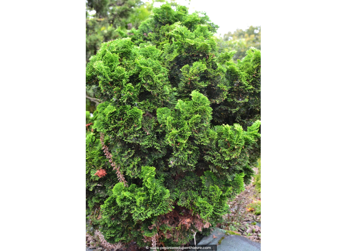 CHAMAECYPARIS obtusa 'Nana Gracilis' CHAMAECYPARIS obtusa 'Nana Gracilis'