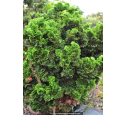 CHAMAECYPARIS obtusa 'Nana Gracilis' CHAMAECYPARIS obtusa 'Nana Gracilis'