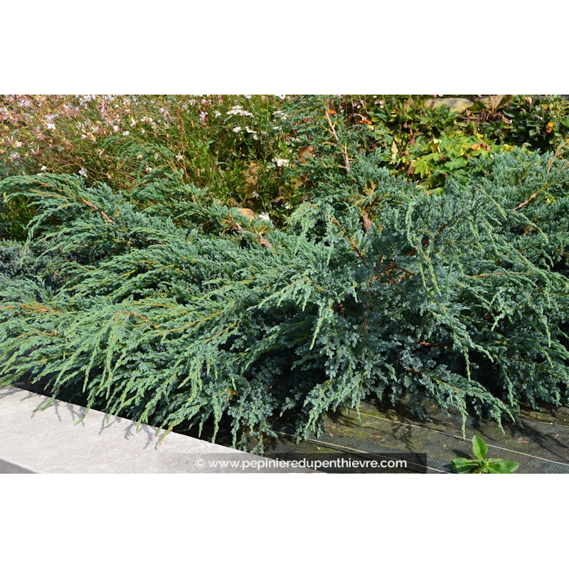 JUNIPERUS squamata 'Blue Carpet'