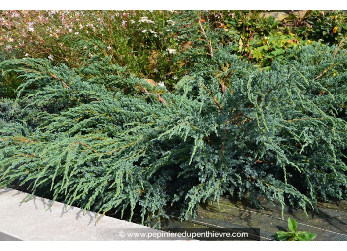 JUNIPERUS squamata 'Blue Carpet'