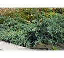 JUNIPERUS squamata 'Blue Carpet'