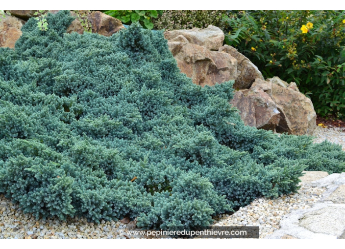 JUNIPERUS squamata 'Blue Star' JUNIPERUS squamata 'Blue Star'