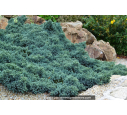 JUNIPERUS squamata 'Blue Star' JUNIPERUS squamata 'Blue Star'